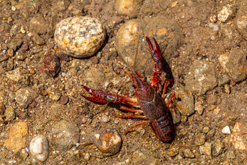 Procambarus clarkii. American Red River Crab in the waters of the Valparaíso Reservoir, Zamora, Spain.