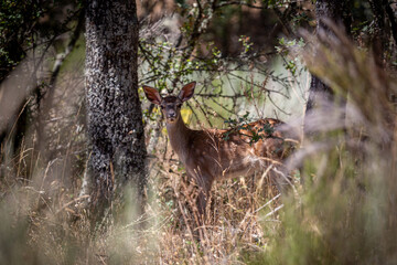 Young common or European deer in the forest among the oaks. Cervus elaphus. Valparaíso, Zamora, Spain.