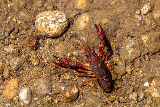 Procambarus clarkii. American Red River Crab in the waters of the Valpara&iacute;so Reservoir, Zamora, Spain.