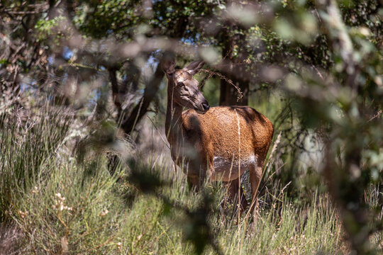Cervus elaphus. Female common or European deer among the oaks. Valparaíso, Zamora, Spain.