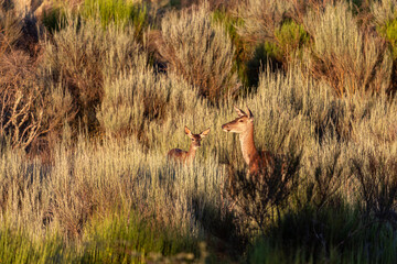 Cervus elaphus. Female and fawn of common or European deer among the vegetation. Valparaíso, Zamora, Spain.