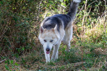 Siberian Husky. Beautiful dog, male, with different colored eyes, walking forward.