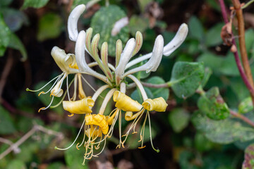 Lonicera etrusca. Honeysuckle, detail of the inflorescences.