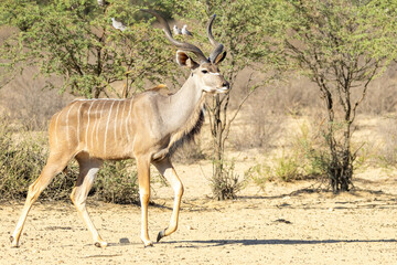 Large Kudu bull (Tragelaphus strepsiceros) the Kgalagadi Transfrontier Park, Kalahari