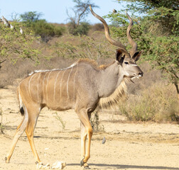 Naklejka na ściany i meble Large Kudu bull (Tragelaphus strepsiceros) the Kgalagadi Transfrontier Park, Kalahari