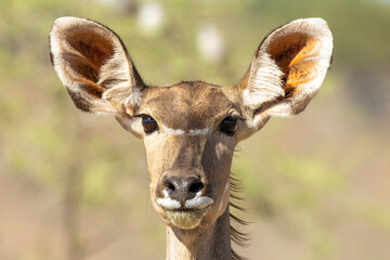 Kudu cow (Tragelaphus strepsiceros) the Kgalagadi Transfrontier Park, Kalahari