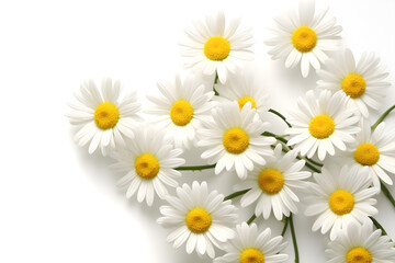 Daisies isolated on white - Generative AI