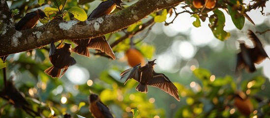 Pemba Flying Foxes migrate to mainland Tanzania when mango fruits ripen and reside in trees in Dar es Salaam temporarily. - obrazy, fototapety, plakaty
