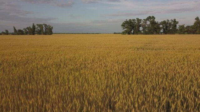 Flying a drone over a yellow field of wheat in the evening