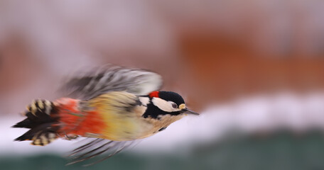 A red-tailed woodpecker flies against a blurred background of indeterminate color...