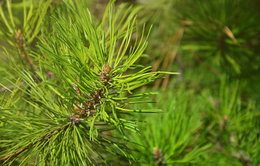 Green spruce branch in Sunny weather in the daytime outdoors. Floral background image with blurred background