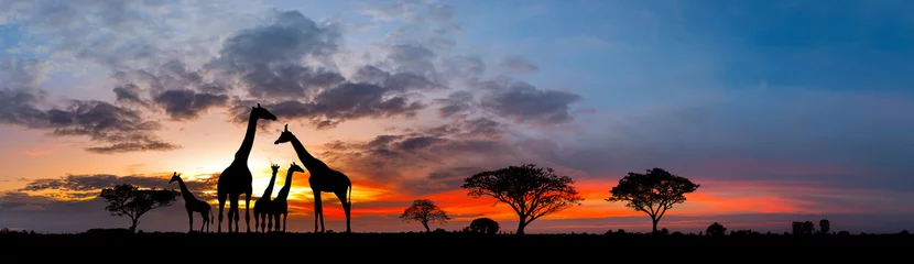 Fototapeten Panorama silhouette Giraffe family and tree in africa with sunset.Tree silhouetted against a setting sun.Typical african sunset with acacia trees in Masai Mara, Kenya.Reflection in water. © noon@photo