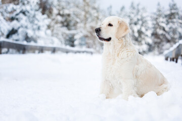 golden retriever dog sitting in the snow in beautiful winter forest