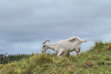 A goat grazing in dry grass in summer