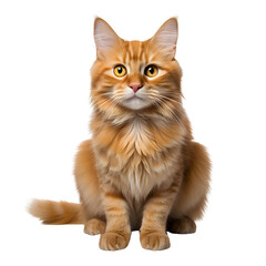 ginger cat walks  isolated on transparent background Generative AI	
