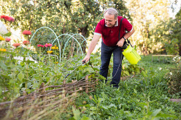 Elderly gardener spraying plants with chemicals in backyard garden