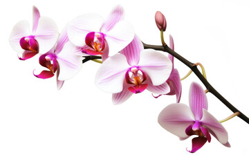 Fototapeta na wymiar Branch of orchid on white background