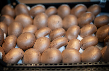 Pile of fresh harvested organic brown champignons at street market. Popular commercially cultivated edible mushrooms.