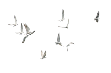 Flock of seagull flying isolated on white background.