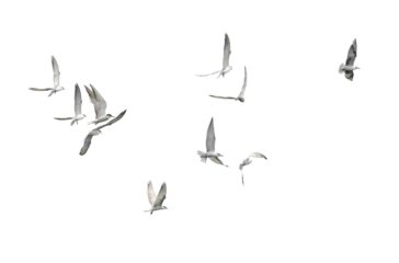 Tuinposter Flock of seagull flying isolated on white background. © Forrest9