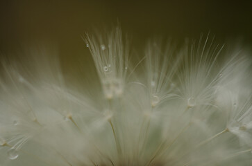 drops of water on a dandelion macro