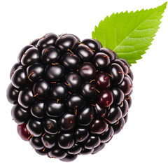 blackberry with green leaf on a transparent background