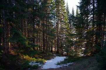 forest glade in spring snow