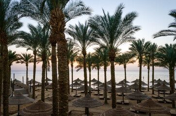 Fototapeta na wymiar empty beach with palm trees and umbrellas in egypt sharm el sheikh at sunrise