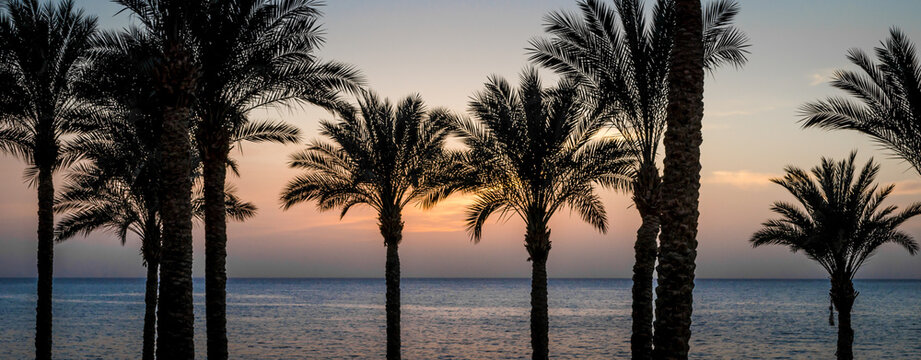 evening landscape silhouette of palm trees on the background of the sunset sky and the Red Sea in Egypt