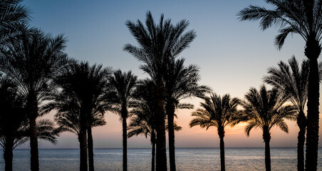 Fototapeta na wymiar evening sunset landscape on the background of the silhouette of palm trees and the Red Sea with the sky and clouds in Egypt