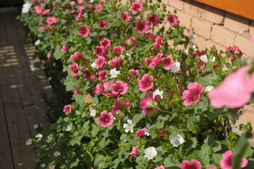 Fototapeta na wymiar scarlet flowers on a sunny day flowerbed