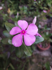 Noyontara flower. Very beautiful  Noyontara flower. image of JPEG format. A close up of a flower.