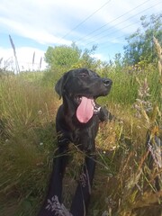 Labrador negro