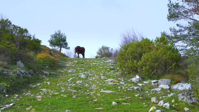 Mare on the path to the so-called Lobera de Barr&oacute;n in the Sierra de Arcamo. Artaza. Alava. Basque Country. Spain. Europe