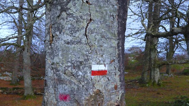 Beech forest (Fagus sylvatica) on the path to the trap to hunt wolves (Canis lupus), the so-called Lobera de Barr&oacute;n in the Sierra de Arcamo. Artaza. Alava. Basque Country. Spain. Europe