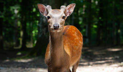 Sika Reh im malerischen Wald