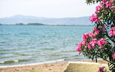 Pink oleander with blue sea in background - 698600240