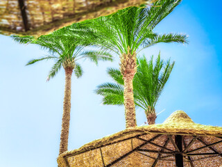 tropical background without people with palm trees and wooden umbrellas in Sharm El Sheikh