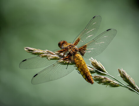 Plattbauch, weiblich (Libellula depressa)