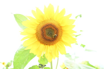 Obraz premium A vibrant, towering sunflower sways in the breeze, its petals stretching towards the sky, with a busy bee collecting nectar.