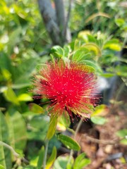 Red and yellow calliandra tergemina flowers, calliandra tergemina hd photos, red and yellow beautiful flowers, flowers photography 