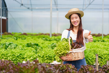 Female gardener showing thumb up and holding basket of fresh salad hydroponic in hydroponics garden