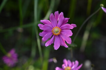 A vibrant, purple flower delicately unfolds its petals, standing tall amidst a sea of green,...