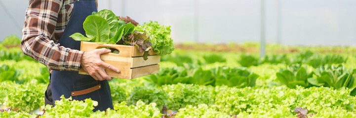 Male farmer carrying basket salad hydroponic vegetable and working in greenhouse of hydroponic farm