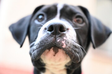 A am staff dog's face reveals striking contrast, with expressive eyes and a curious nose at the...