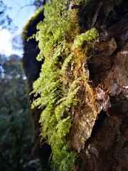 A detailed view of a tree's bark reveals a lush green moss carpet, adding a touch of vibrant life.