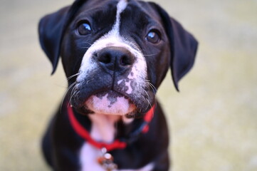 A black and white dog with a bright red collar, displaying contrasting colors and a stylish accessory.