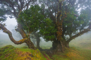 Fanal forest , old mystical tree in Madeira island, Unesco