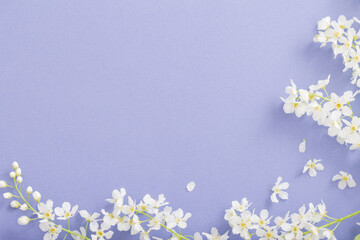 Fototapeta na wymiar bird cherry flowers on paper background