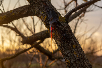 Wood resin. The resin flows out of the tree in a beautiful drop. Nature. Sunset. Resin glows in the...